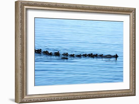 Goosander-Reiner Bernhardt-Framed Photographic Print