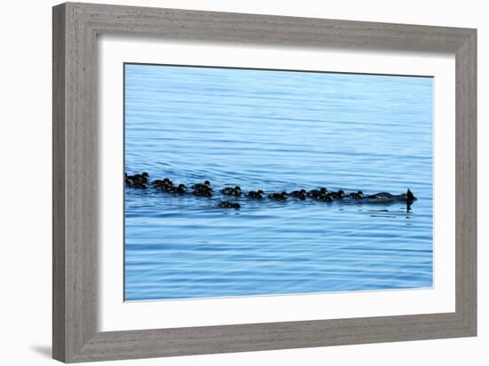 Goosander-Reiner Bernhardt-Framed Photographic Print