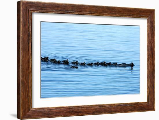 Goosander-Reiner Bernhardt-Framed Photographic Print