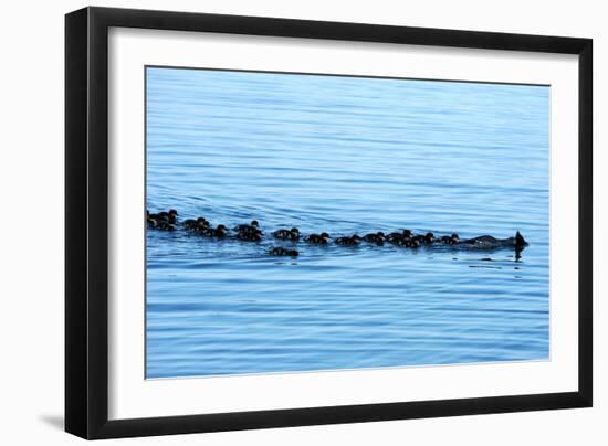 Goosander-Reiner Bernhardt-Framed Photographic Print