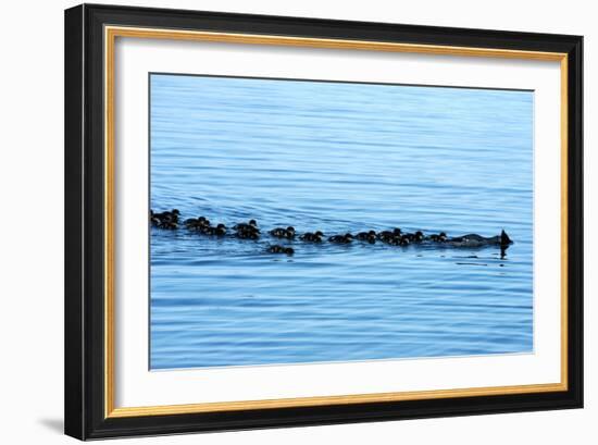 Goosander-Reiner Bernhardt-Framed Photographic Print