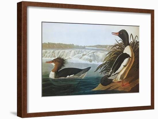 Goosander-John James Audubon-Framed Art Print