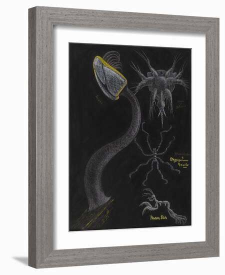 Goose Barnacle: Sea Spider-Philip Henry Gosse-Framed Giclee Print