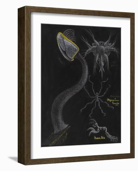 Goose Barnacle: Sea Spider-Philip Henry Gosse-Framed Giclee Print