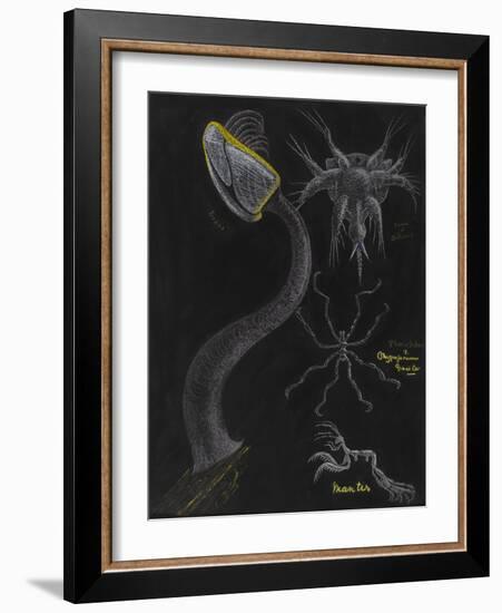 Goose Barnacle: Sea Spider-Philip Henry Gosse-Framed Giclee Print