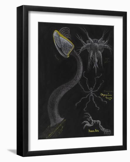 Goose Barnacle: Sea Spider-Philip Henry Gosse-Framed Giclee Print