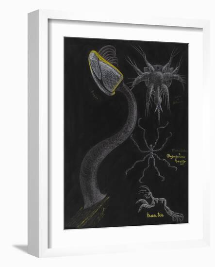 Goose Barnacle: Sea Spider-Philip Henry Gosse-Framed Giclee Print