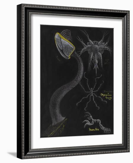 Goose Barnacle: Sea Spider-Philip Henry Gosse-Framed Giclee Print