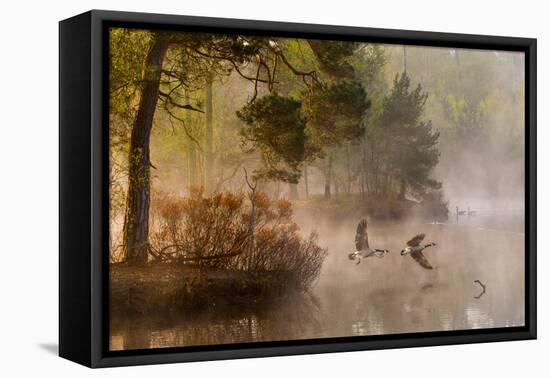 Goose Fight-Anton Van Dongen-Framed Premier Image Canvas