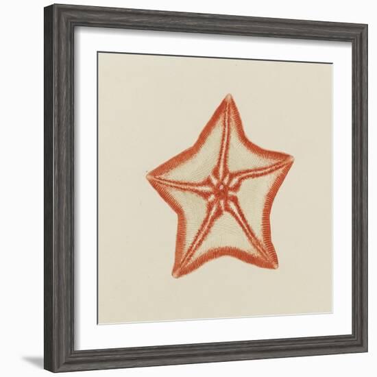 Goose Foot Starfish-Philip Henry Gosse-Framed Giclee Print