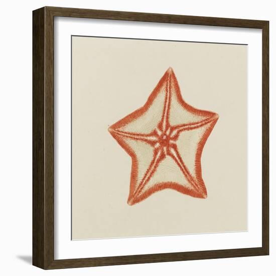 Goose Foot Starfish-Philip Henry Gosse-Framed Giclee Print