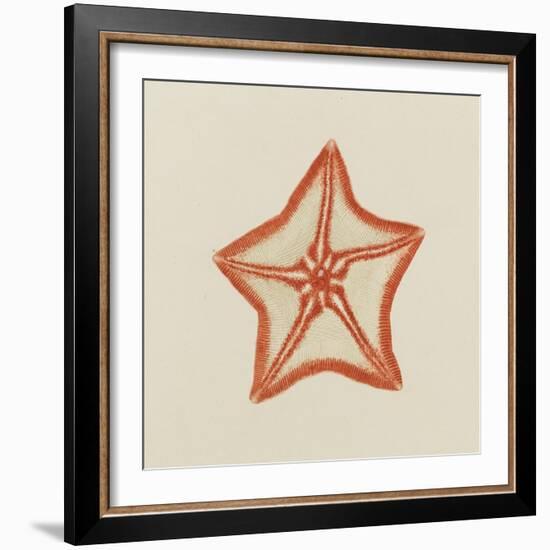 Goose Foot Starfish-Philip Henry Gosse-Framed Giclee Print