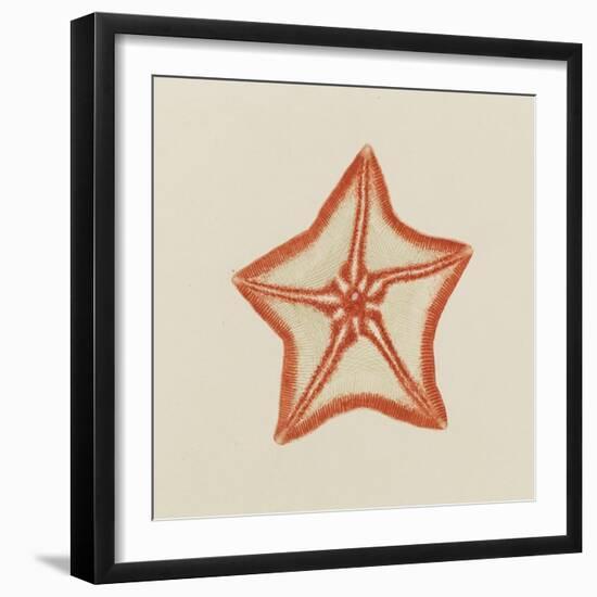 Goose Foot Starfish-Philip Henry Gosse-Framed Giclee Print