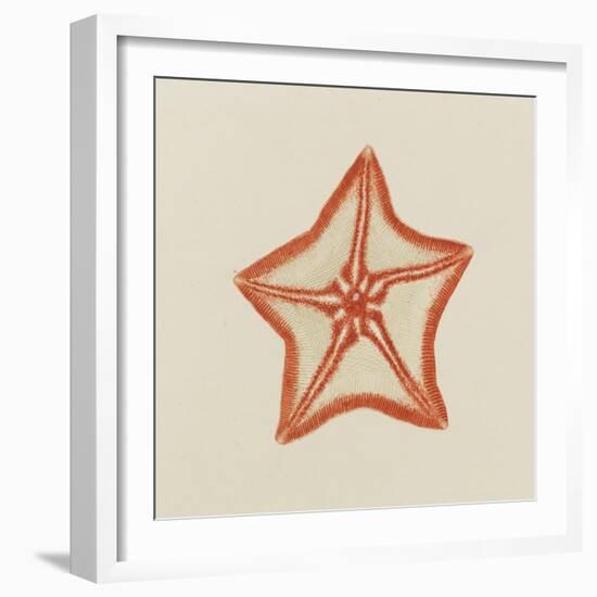 Goose Foot Starfish-Philip Henry Gosse-Framed Giclee Print