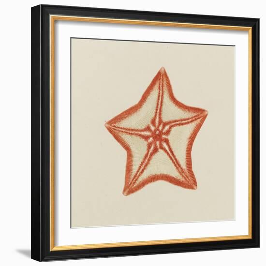 Goose Foot Starfish-Philip Henry Gosse-Framed Giclee Print