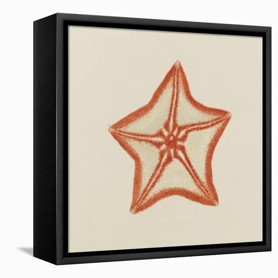 Goose Foot Starfish-Philip Henry Gosse-Framed Premier Image Canvas