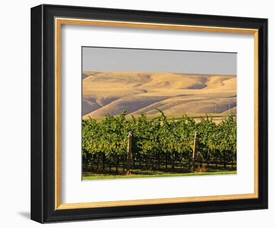 Goose Ridge Vineyards and Estate Winery, Richland, Washington, USA-Richard Duval-Framed Photographic Print