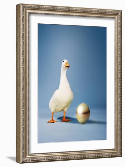 Goose Standing Beside Golden Egg, Studio Shot-null-Framed Photo