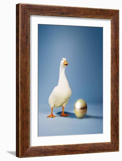 Goose Standing Beside Golden Egg, Studio Shot-null-Framed Photo