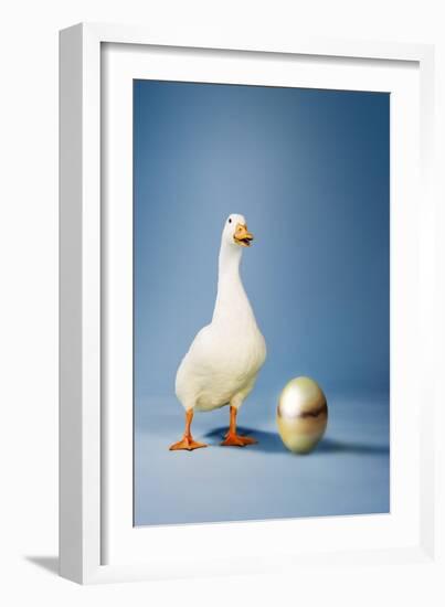 Goose Standing Beside Golden Egg, Studio Shot-null-Framed Photo