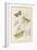 Gooseberry Moth Mottled Beauty Clifden Beauty-null-Framed Art Print