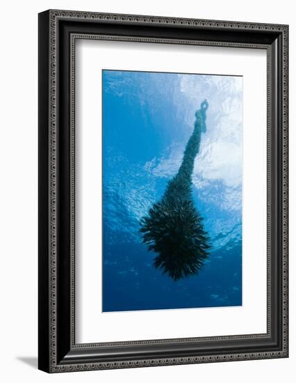 Gooseneck Barnacles-Magnus Lundgren-Framed Photographic Print