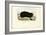 Gopher, 1863-79-Raimundo Petraroja-Framed Giclee Print