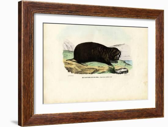 Gopher, 1863-79-Raimundo Petraroja-Framed Giclee Print