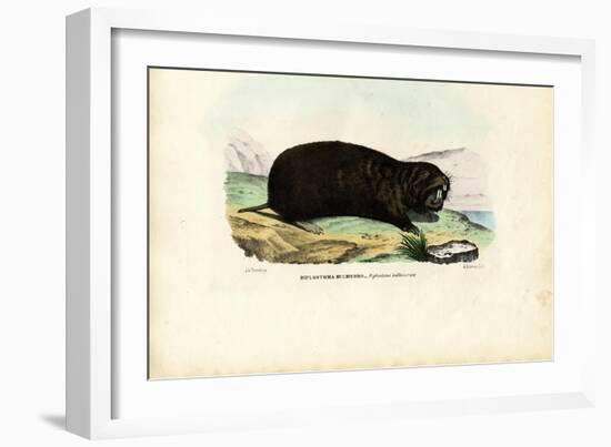 Gopher, 1863-79-Raimundo Petraroja-Framed Giclee Print