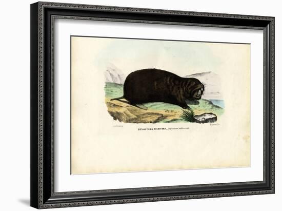 Gopher, 1863-79-Raimundo Petraroja-Framed Giclee Print