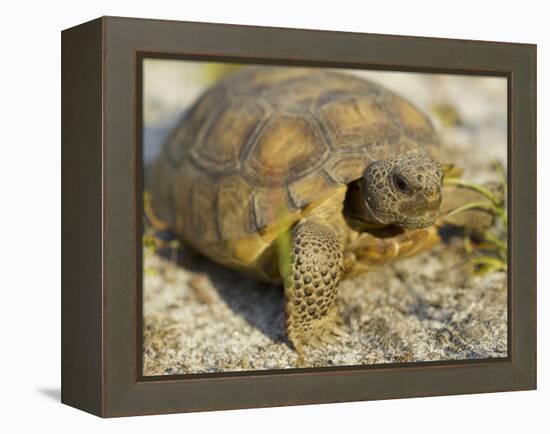 Gopher Tortoise, Gopherus Polyphemus, Wiregrass Community, Central Florida, USA-Maresa Pryor-Framed Premier Image Canvas