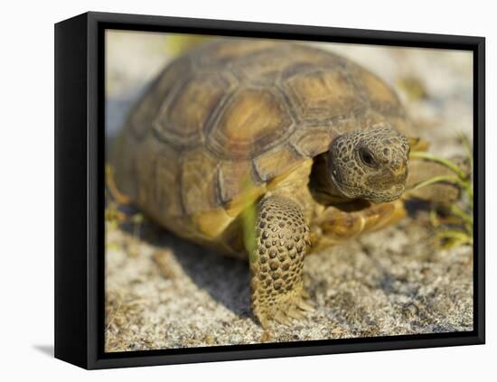 Gopher Tortoise, Gopherus Polyphemus, Wiregrass Community, Central Florida, USA-Maresa Pryor-Framed Premier Image Canvas