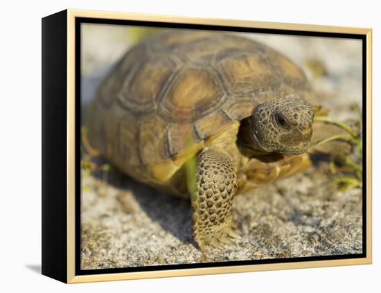 Gopher Tortoise, Gopherus Polyphemus, Wiregrass Community, Central Florida, USA-Maresa Pryor-Framed Premier Image Canvas