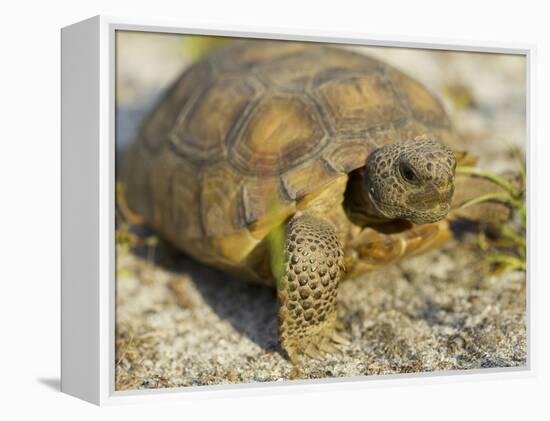 Gopher Tortoise, Gopherus Polyphemus, Wiregrass Community, Central Florida, USA-Maresa Pryor-Framed Premier Image Canvas