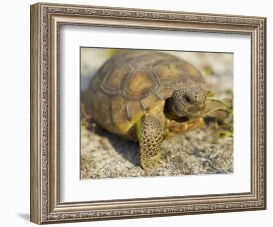 Gopher Tortoise, Gopherus Polyphemus, Wiregrass Community, Central Florida, USA-Maresa Pryor-Framed Photographic Print