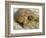 Gopher Tortoise, Gopherus Polyphemus, Wiregrass Community, Central Florida, USA-Maresa Pryor-Framed Photographic Print