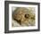 Gopher Tortoise, Gopherus Polyphemus, Wiregrass Community, Central Florida, USA-Maresa Pryor-Framed Photographic Print