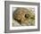 Gopher Tortoise, Gopherus Polyphemus, Wiregrass Community, Central Florida, USA-Maresa Pryor-Framed Photographic Print