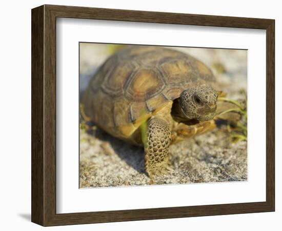 Gopher Tortoise, Gopherus Polyphemus, Wiregrass Community, Central Florida, USA-Maresa Pryor-Framed Photographic Print