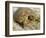 Gopher Tortoise, Gopherus Polyphemus, Wiregrass Community, Central Florida, USA-Maresa Pryor-Framed Photographic Print