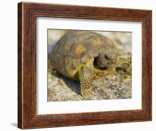 Gopher Tortoise, Gopherus Polyphemus, Wiregrass Community, Central Florida, USA-Maresa Pryor-Framed Photographic Print