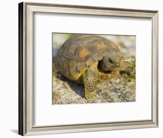 Gopher Tortoise, Gopherus Polyphemus, Wiregrass Community, Central Florida, USA-Maresa Pryor-Framed Photographic Print