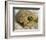 Gopher Tortoise, Gopherus Polyphemus, Wiregrass Community, Central Florida, USA-Maresa Pryor-Framed Photographic Print