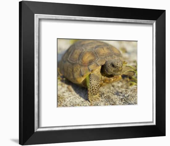 Gopher Tortoise, Gopherus Polyphemus, Wiregrass Community, Central Florida, USA-Maresa Pryor-Framed Photographic Print