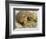 Gopher Tortoise, Gopherus Polyphemus, Wiregrass Community, Central Florida, USA-Maresa Pryor-Framed Photographic Print