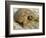 Gopher Tortoise, Gopherus Polyphemus, Wiregrass Community, Central Florida, USA-Maresa Pryor-Framed Photographic Print