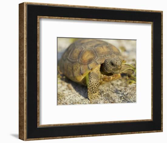 Gopher Tortoise, Gopherus Polyphemus, Wiregrass Community, Central Florida, USA-Maresa Pryor-Framed Photographic Print