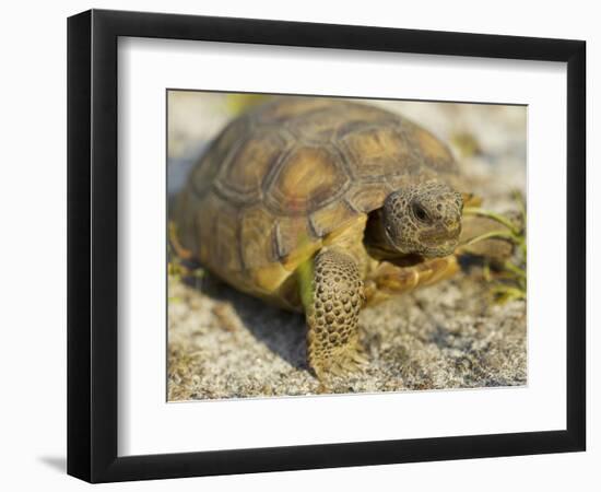 Gopher Tortoise, Gopherus Polyphemus, Wiregrass Community, Central Florida, USA-Maresa Pryor-Framed Photographic Print