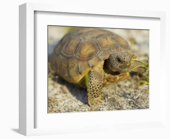 Gopher Tortoise, Gopherus Polyphemus, Wiregrass Community, Central Florida, USA-Maresa Pryor-Framed Photographic Print