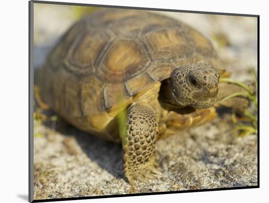 Gopher Tortoise, Gopherus Polyphemus, Wiregrass Community, Central Florida, USA-Maresa Pryor-Mounted Photographic Print